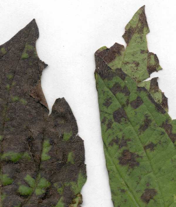 Leaf Spots of Rudbeckia